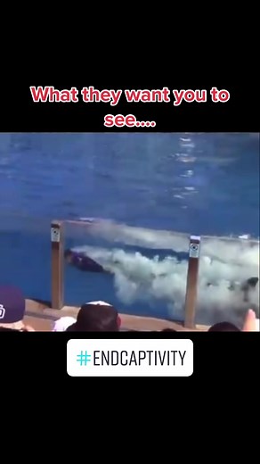 Just Another Animal Activist on TikTok