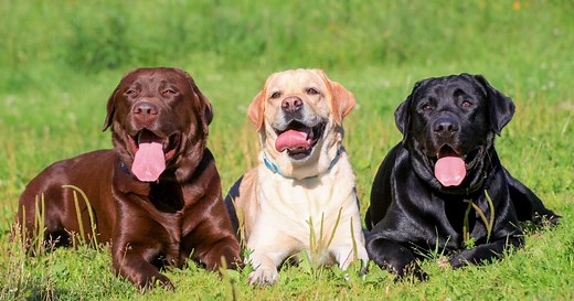 7 raças de cachorro de grande porte e como cuidar delas