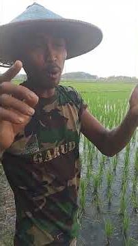 tahapan merawat padi #algoritma