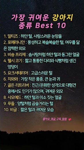 세상에서 가장 귀여운 강아지 품종 Top 10, 곁에 두면 좋은