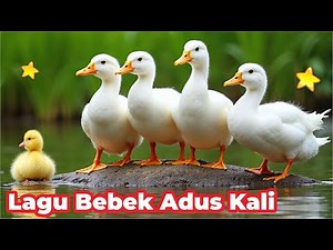 DUCK, SWIMMING DUCK, DUCK SONG ADUS KALI, SWIMMING DUCK KWEK KWEK DUCK KWEK KWEK REAL DUCK