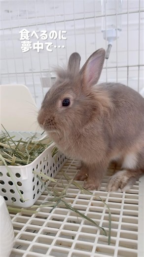 食べるのに夢中なうさぎ🐰 #shorts #rabbit #うさぎ #もふもふ #うさぎのいる暮らし