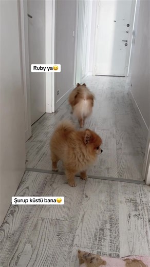 Şurup.Lady.Ruby (@surup.lady.ruby) adlı kullanıcının orijinal ses - Şurup.Lady.Ruby ile oluşturduğu videoları