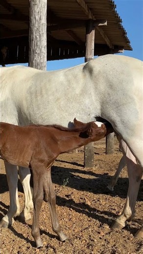 VÍDEO COMPLETO⬇️🤠 #fazenda #cavalo #quartodemilhabrasil #pecuarista #agro #gado