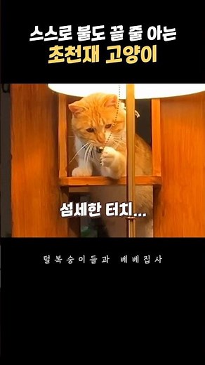 A genius cat who turns off the lights and goes to sleep by himself lol #cat #bebebutler