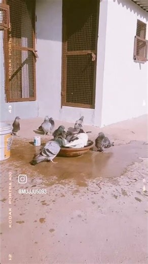 lepakshi racing homers golden 7 loft