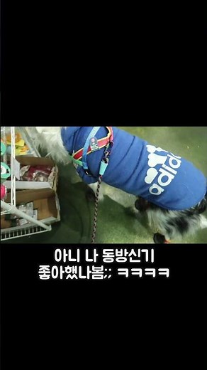 Where did the Border Collie, with his hurried steps, head?