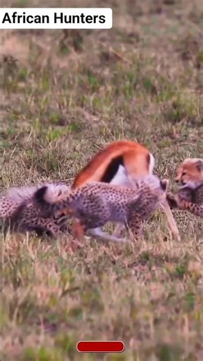 Cheetahs Attacked a Deer… Then THIS Happened! 😱🏹🐆🦌#shortsfeed