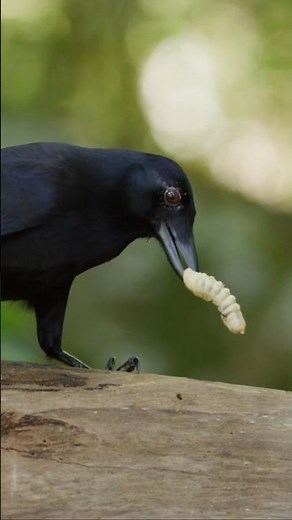 Amazing! This crow uses tools! #cat #crow #shortsvideo #viral