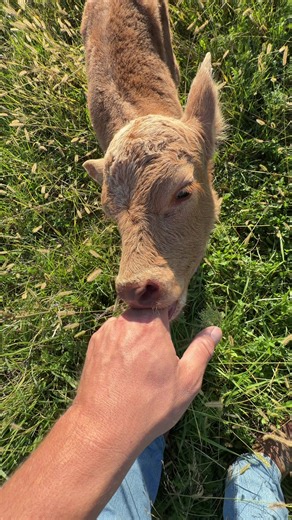 Dinky Meets a Friend: Heifer Calving Morning on the Farm