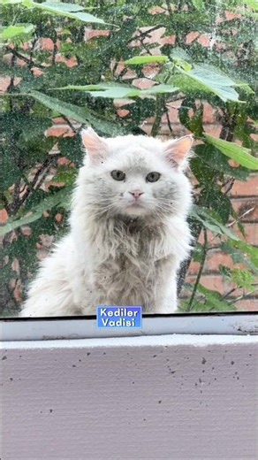 Sokakta yaşayan kedinin evde yaşayan kediye pencereden bakışı. #kedilervadisi #kedi #cat