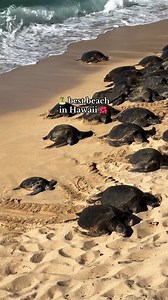 82K views · 1.8K reactions | Where else can you chill with HUGE sea turtles on the beach? Only at Ho’okipa Beach Park, Maui!  ️: @travelwithadaa #hawaii #travel #100Hawaii #nature #maui #adventure #hookipa #mauihawaii | 100% Hawaii | Facebook
