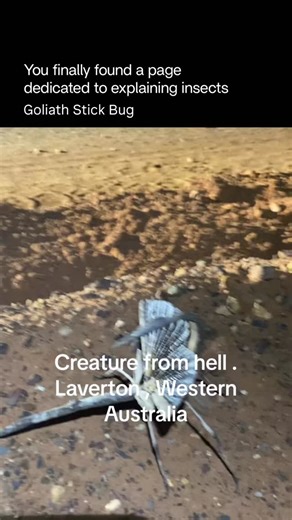 Explaining Insects 🦋 on Instagram: "The Goliath stick bug is one of the largest and heaviest insects in the world, famous for its extreme camouflage. Native to Australia, it resembles a dry branch or stick so closely that it can remain almost invisible while resting in trees. Females are especially massive and wingless, relying on size and disguise for protection, while males are slimmer and capable of flight. Despite its intimidating size, the Goliath stick bug is harmless, feeding quie