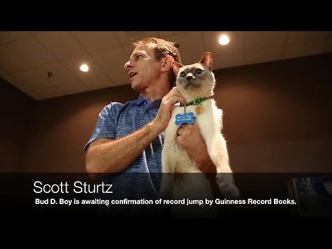 Video: Cat jumps record 11 feet 2 1/2 inches in Palm Beach Gardens.