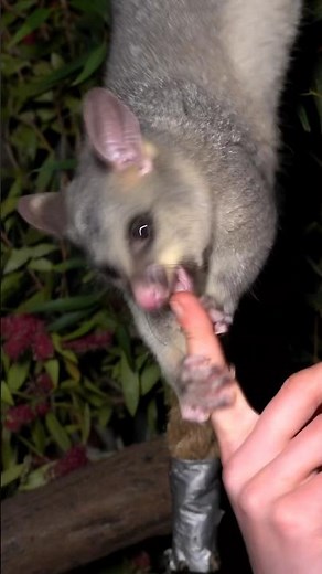 Possum Bites Guys Finger 🩸