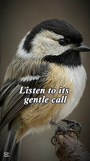 Black-capped Chickadee Call – Sweet & Iconic Song | Bird Calls, Sounds & Ringtones #birds #nature