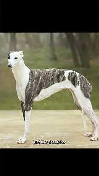 The fastest dog alive!