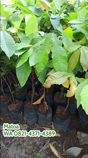 Bibit Matoa Unggul! Panduan Menanam & Merawat Agar Cepat Berbuah