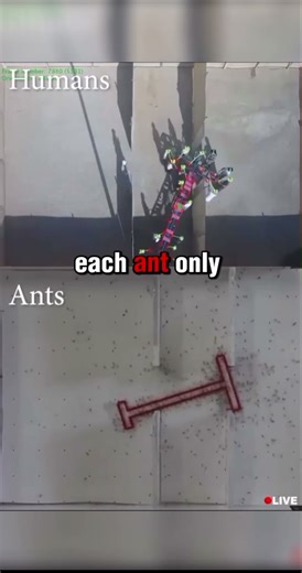Ants Outsmart Humans in Puzzle Challenge | Who Solves It Faster? #shorts #fyp #animals