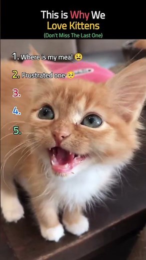 Cute Kitten Moments That Will Make Your Day 😍 #love #kitten #pure