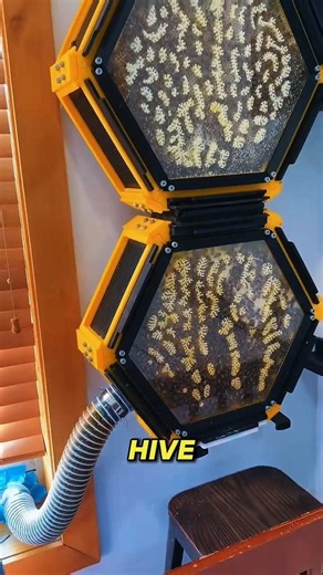 Inside A Smart BEEHIVE