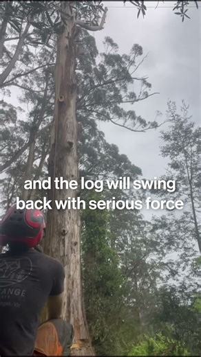 Why Rigging Trees Is NOT as Simple as It Looks #rigging #dandenongranges #treework
