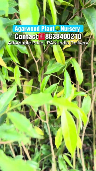 Agarwood Plant Wholesale Nursery