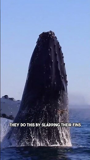 The Incredible Reason Behind Humpback Whale's Soaring Leaps