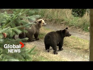 “All options on the table” to manage Alberta's concerning grizzly population