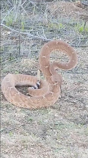 Red diamond rattlesnake #rattlesnakes ♦️