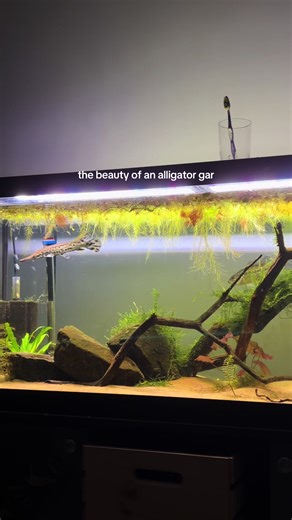 #bassgrowth #gar #fyp #fishtank #tank | Alligator Gar