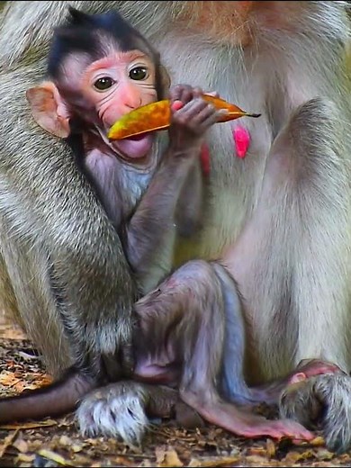 Cute baby monkey take care from mom #monkey