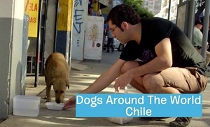 Stray dogs are usually forgotten. In Santiago, Chile they're beloved. | BARK