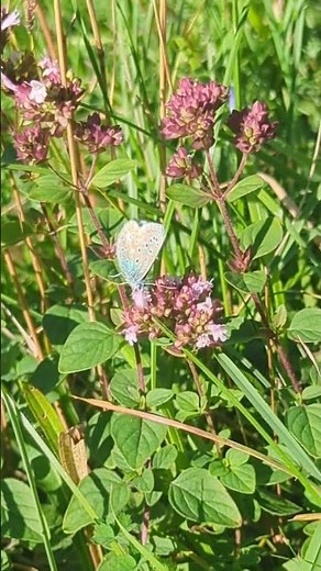 A stunning Adonis Blue butterfly feeding on thyme