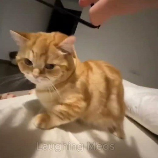 cats being silly #funnycatvideos #catfunnyvideos #kucinglucu #cat #laughingmeds