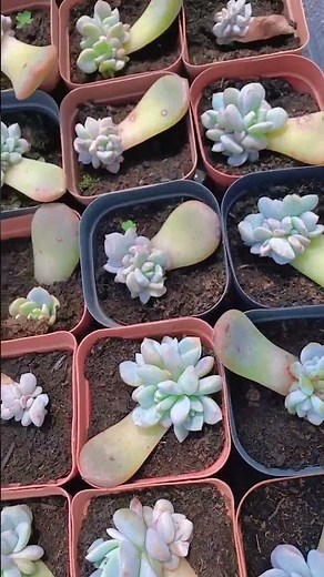 From Leaf to Plant: Succulent Propagation Magic