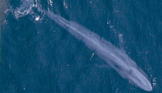 The Blue Whale Challenge: What it is and how can you protect yourself from falling prey | Digit