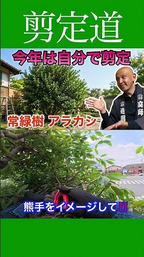 《DIY Pruning》Save Costs and Have Fun!! #PruningTips #GardeningWork #TreeCare #Trimming #GardenMai...