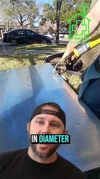 🌳⛓️‍💥Cracked Driveway From Tree Roots? How to Prevent Driveway Damage From #Trees #arborist explains