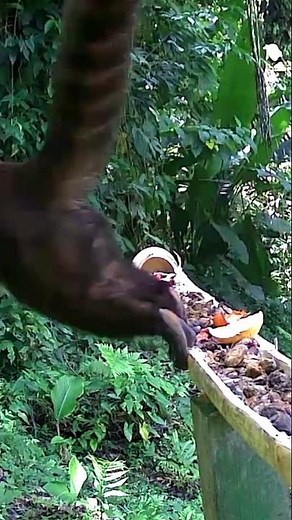 This Coati figured out the fruit feeders fast