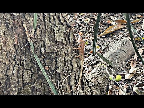 Amazing Lizard Climbing Tree | Oriental Garden Lizard in Nature 🦎