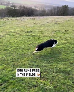 Dog running free in fields 🐶 | Sean The Sheepman