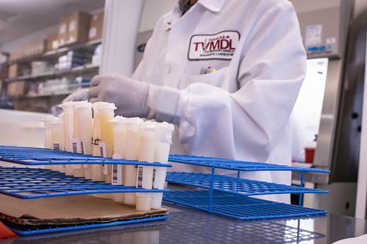 One year later: Highly Pathogenic Avian Influenza in dairy cattle - Texas A&M Veterinary Medical Diagnostic Laboratory