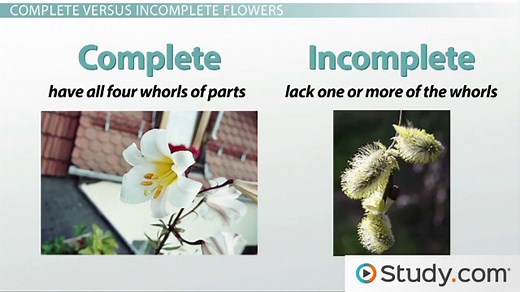 Male & Female Parts of a Flower | Structure & Functions