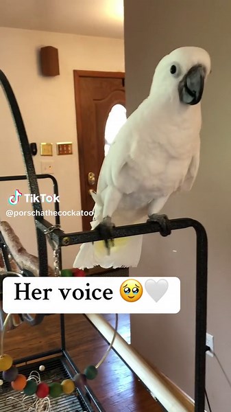 Talking Cockatoo Charms with Her Voice | Best Friends & Silly Bird Moments