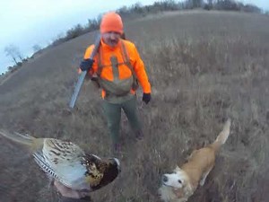 Pheasant hunting with a Golden retriever