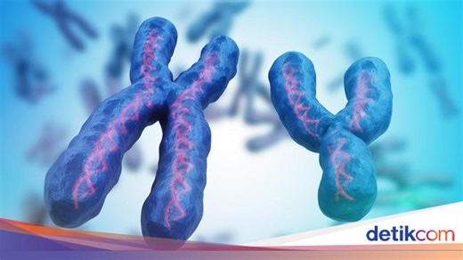 Mengenal Struktur Kromosom, Tipe, Jumlah, dan Perannya dalam Pewarisan Sifat