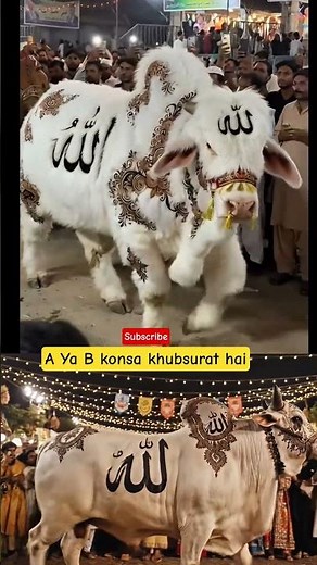 Beautiful White Bull With "Allah" Name & Mehndi Art | Eid ul Adha Sacrificial Bull
