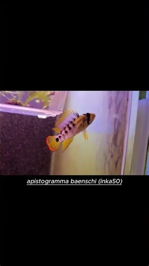 Apistogramma Baenschi (Inka 50) – Một trong những Apisto đẹp nhất cho bể biotope #apistogramma
