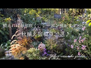 【2024 10月〜】植えれば毎年咲く シーズン別で紹介!おすすめの秋植え宿根草20選♪